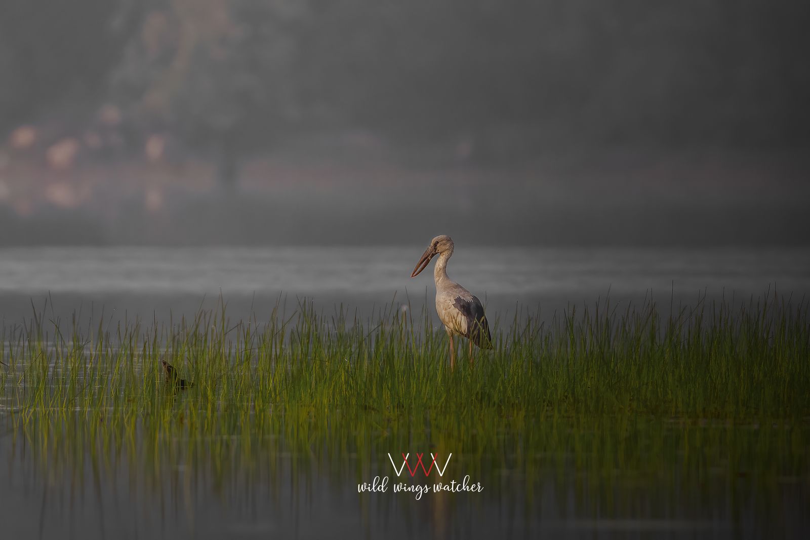 Open billed stork stand 001
